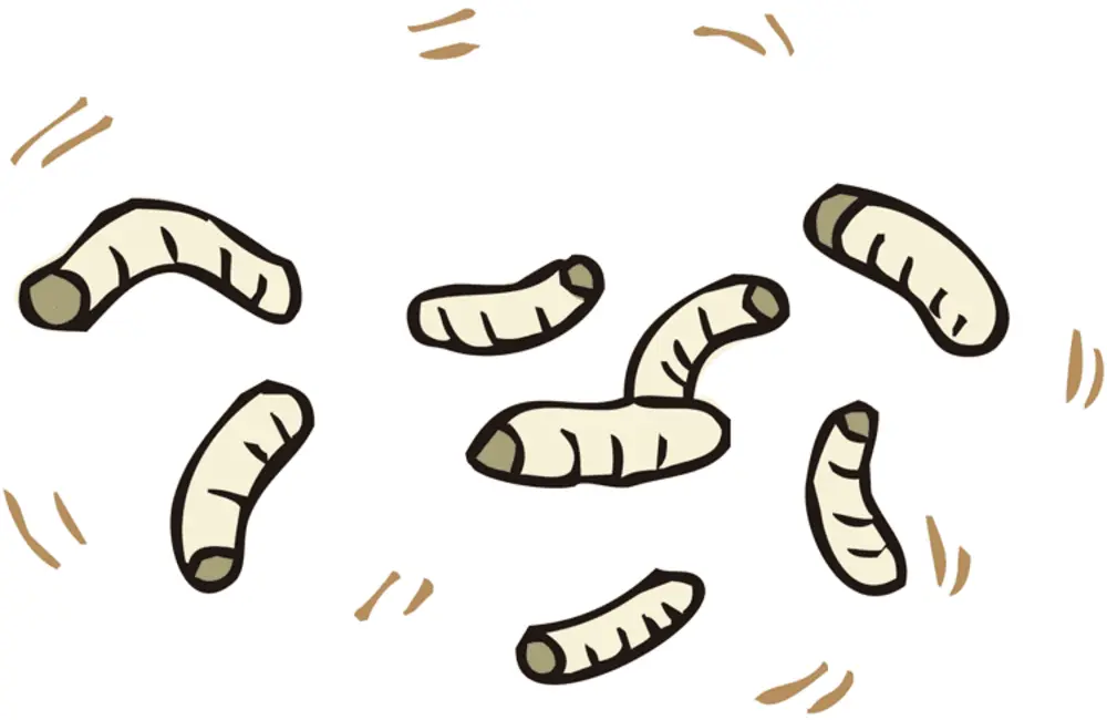 特殊清掃 ウジ虫