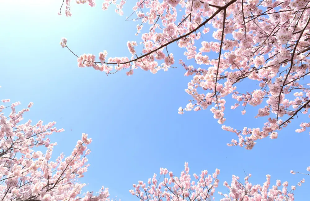 桜葬